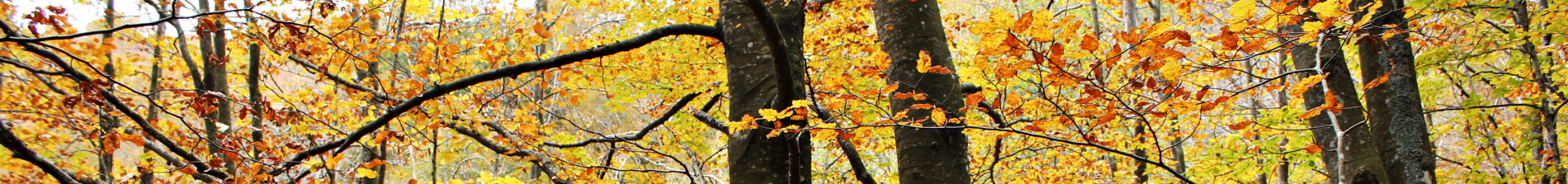 Fiestas y actividades próximas