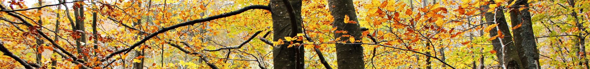 Caminates pel Montseny